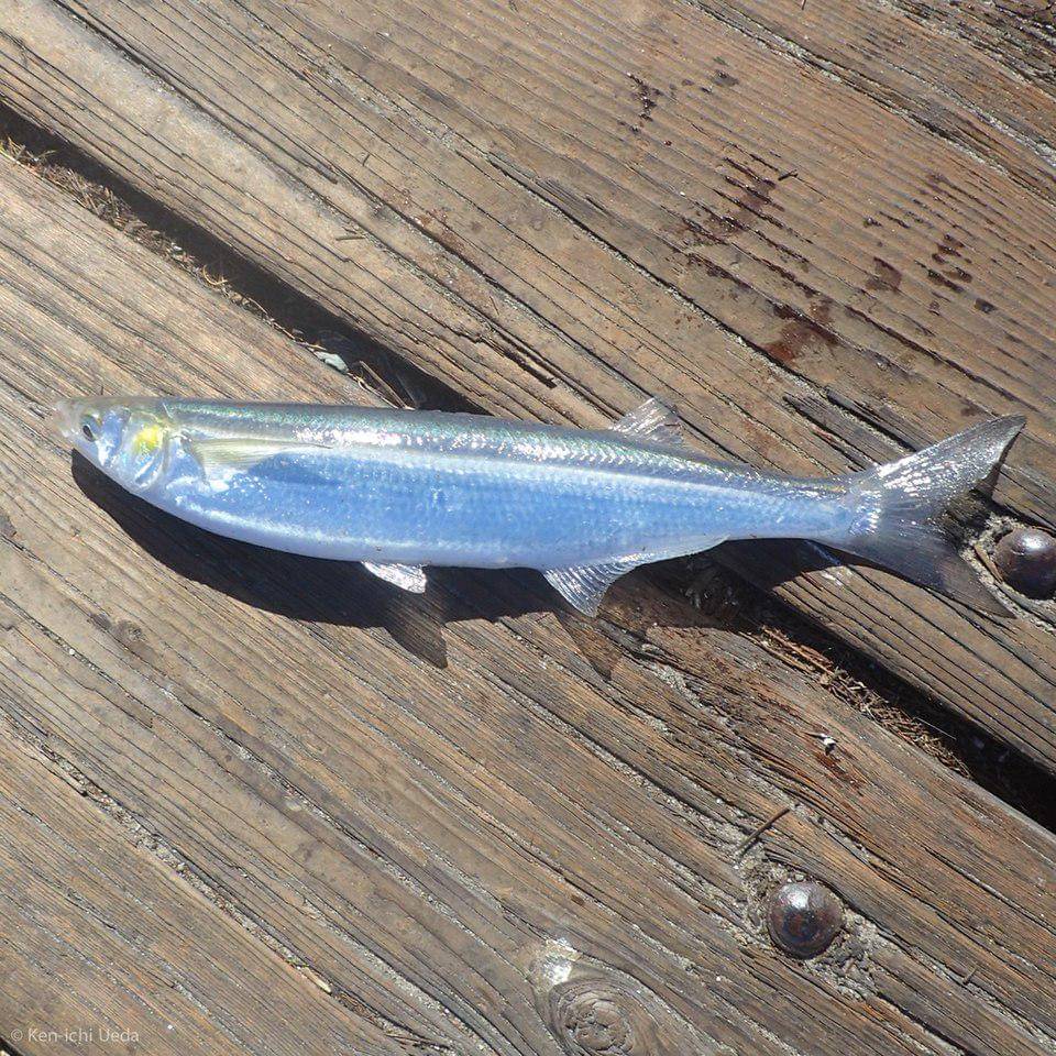 Ikan topsmelt