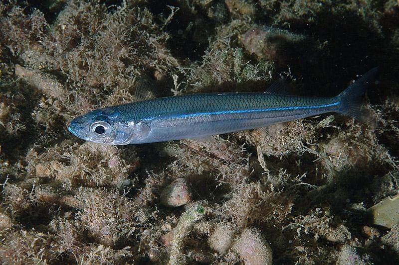 Ikan topsmelt silverside