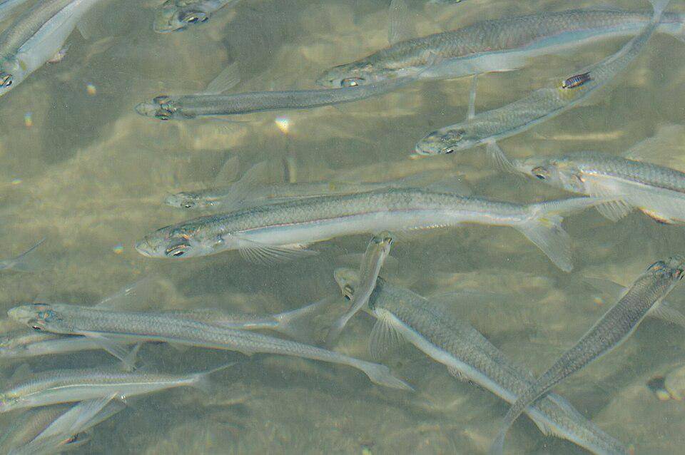 Ikan topsmelt silverside hidup dalam kawanan
