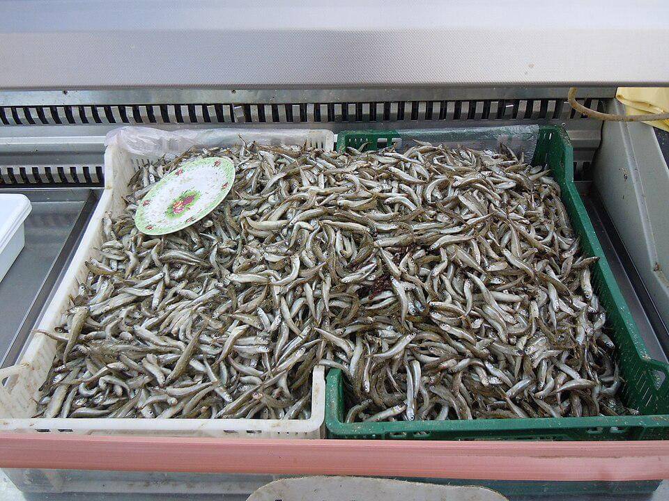 Ikan topsmelt silverside penting dalam perikanan komersial