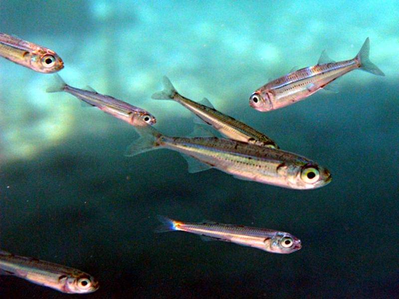 Ikan topsmelt silverside muda