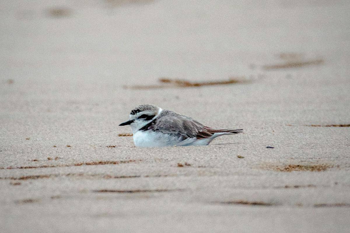 ilustrasi burung snowy plover
