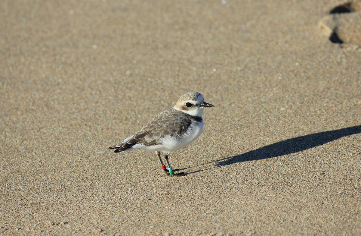 ilustrasi burung snowy plover