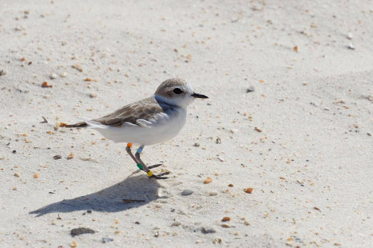 ilustrasi burung snowy plover