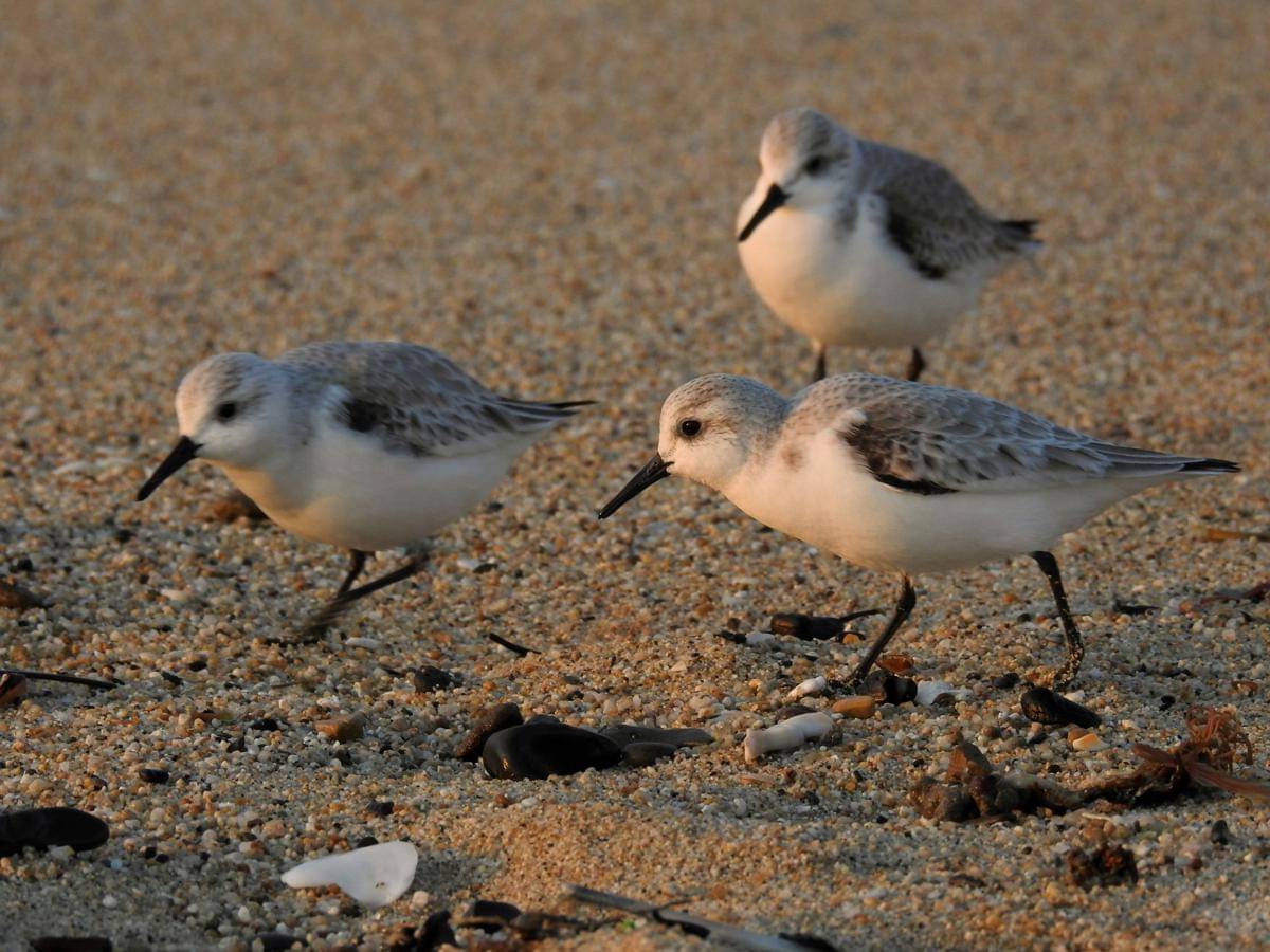 ilustrasi snowy plover