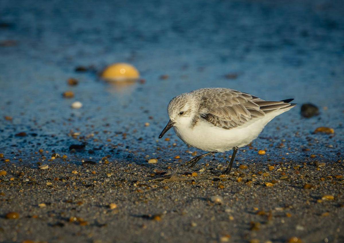 ilustrasi snowy plover