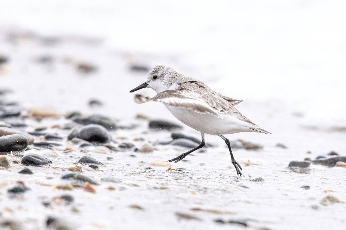 ilustrasi snowy plover
