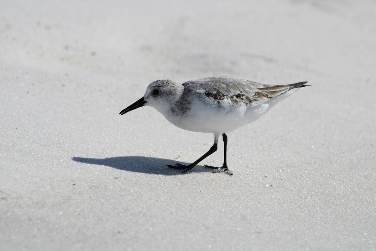 ilustrasi burung snowy plover
