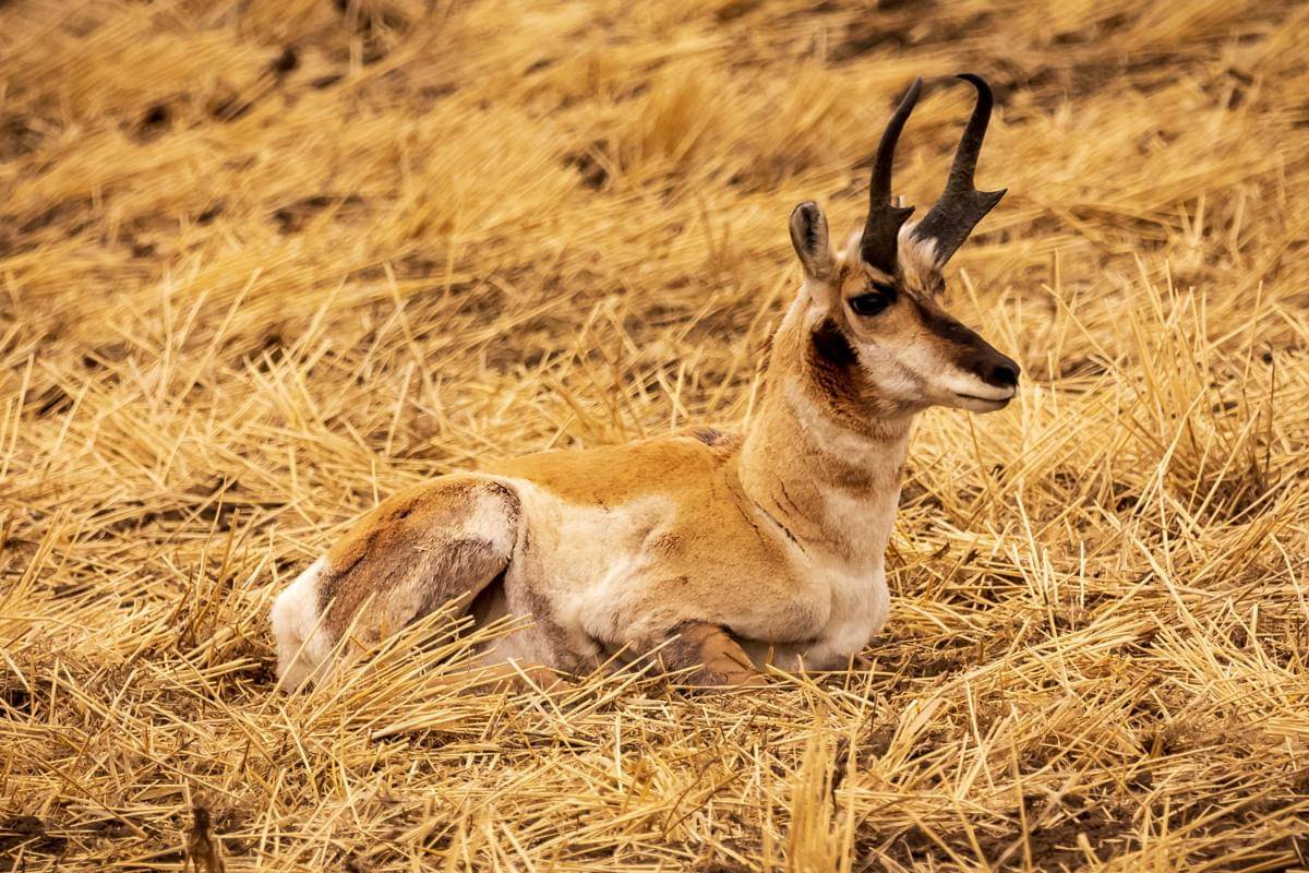 ilustrasi antelop pronghorn