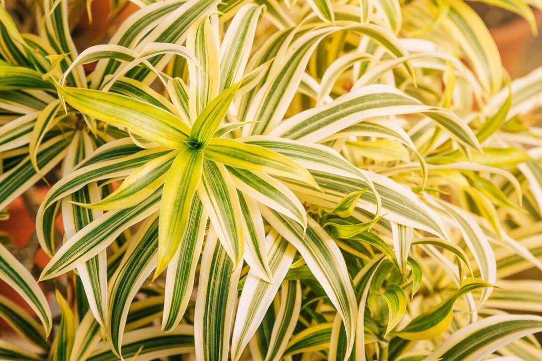 ilustrasi tanaman spider plant