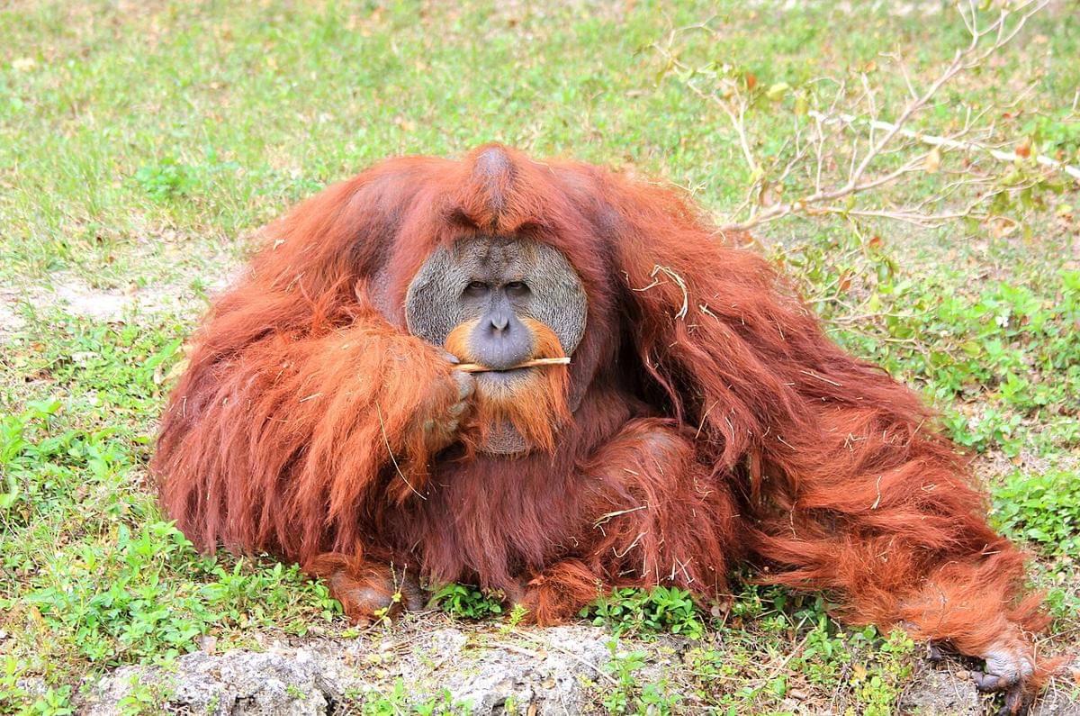 Orangutan Kalimantan (Pongo pygmaeus), satwa endemik pulau Kalimantan yang terancam punah
