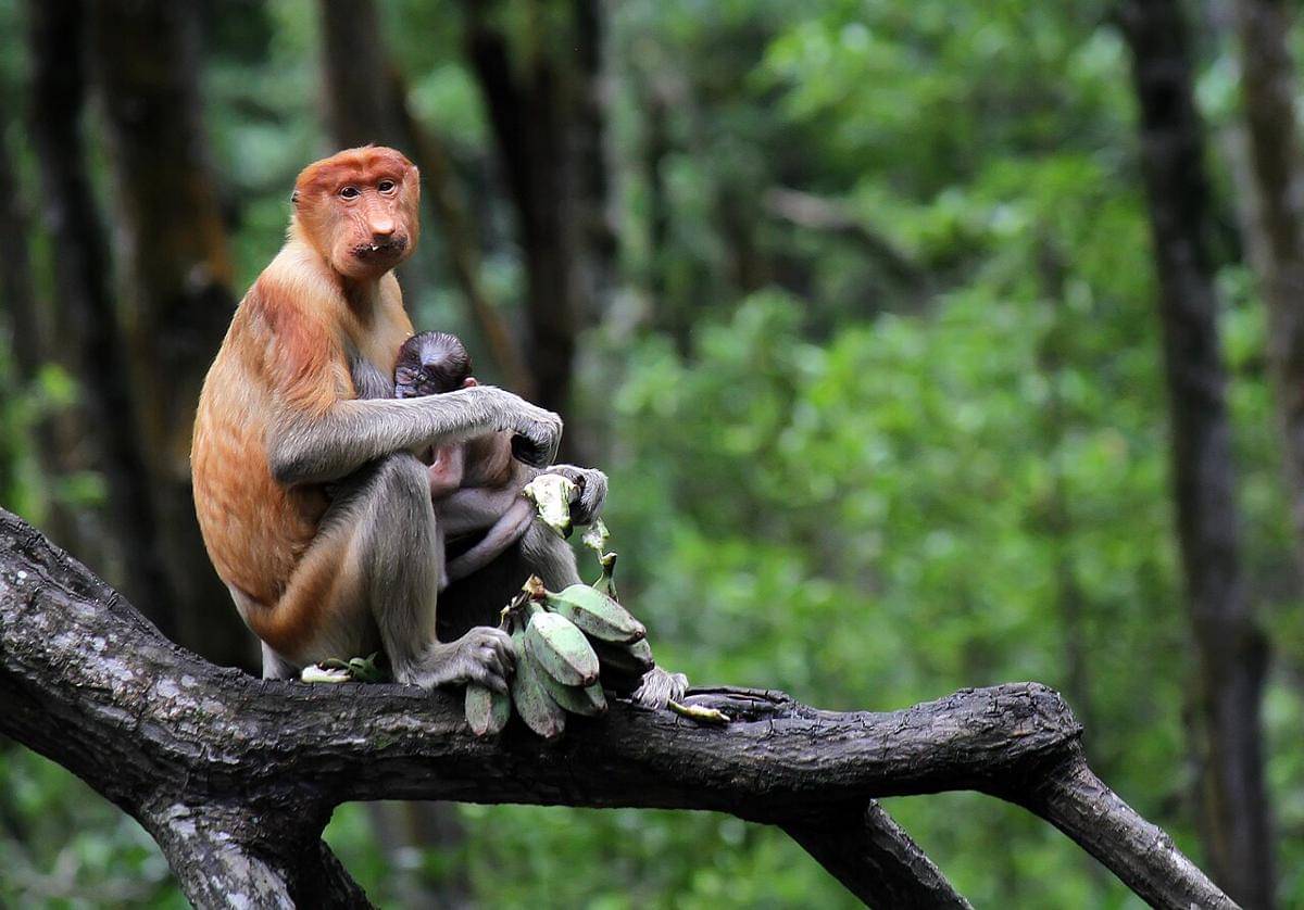 Bekantan (Nasalis larvatus), satwa endemik pulau Kalimantan yang terancam punah