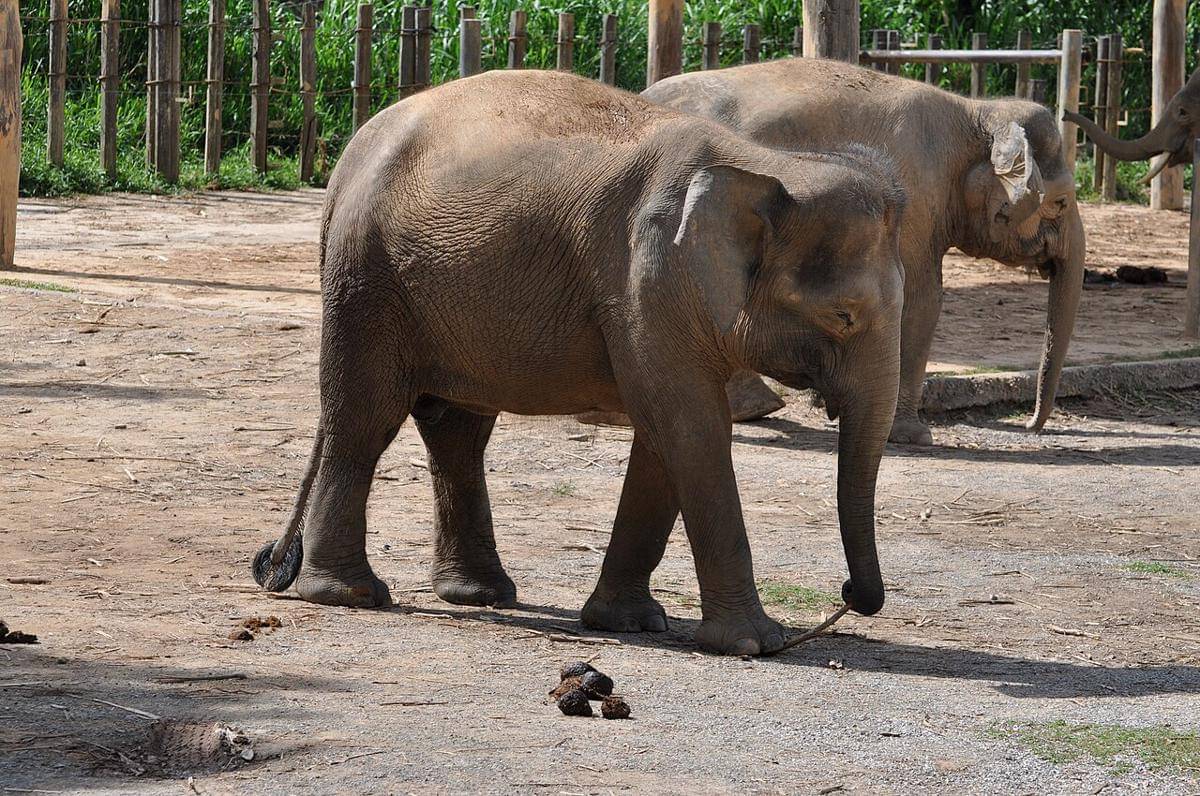Gajah Kalimantan (Elephas maximus borneensis), satwa endemik pulau Kalimantan yang terancam punah