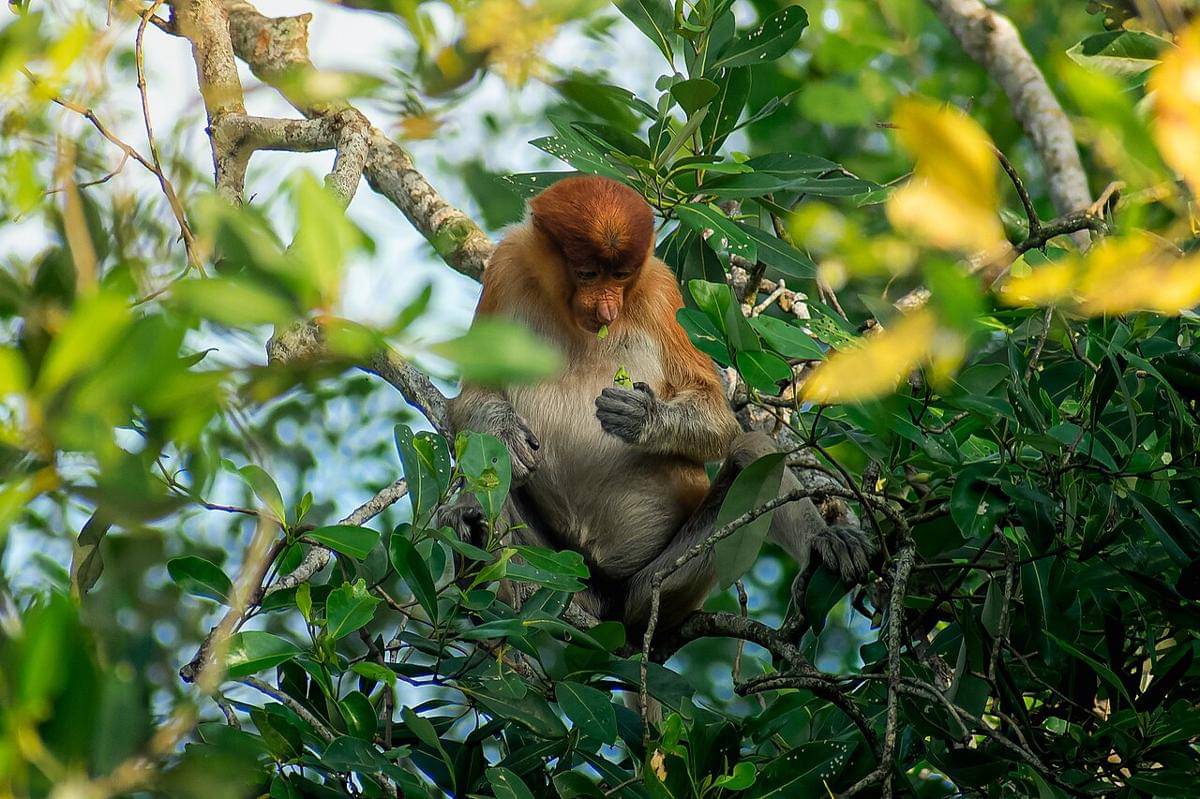 Bekantan (Nasalis larvatus), satwa endemik pulau Kalimantan yang terancam punah