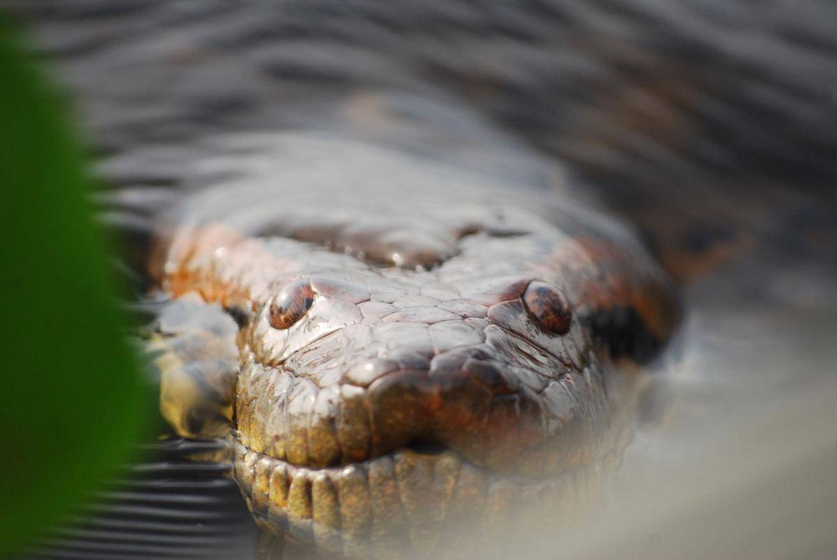 green anaconda