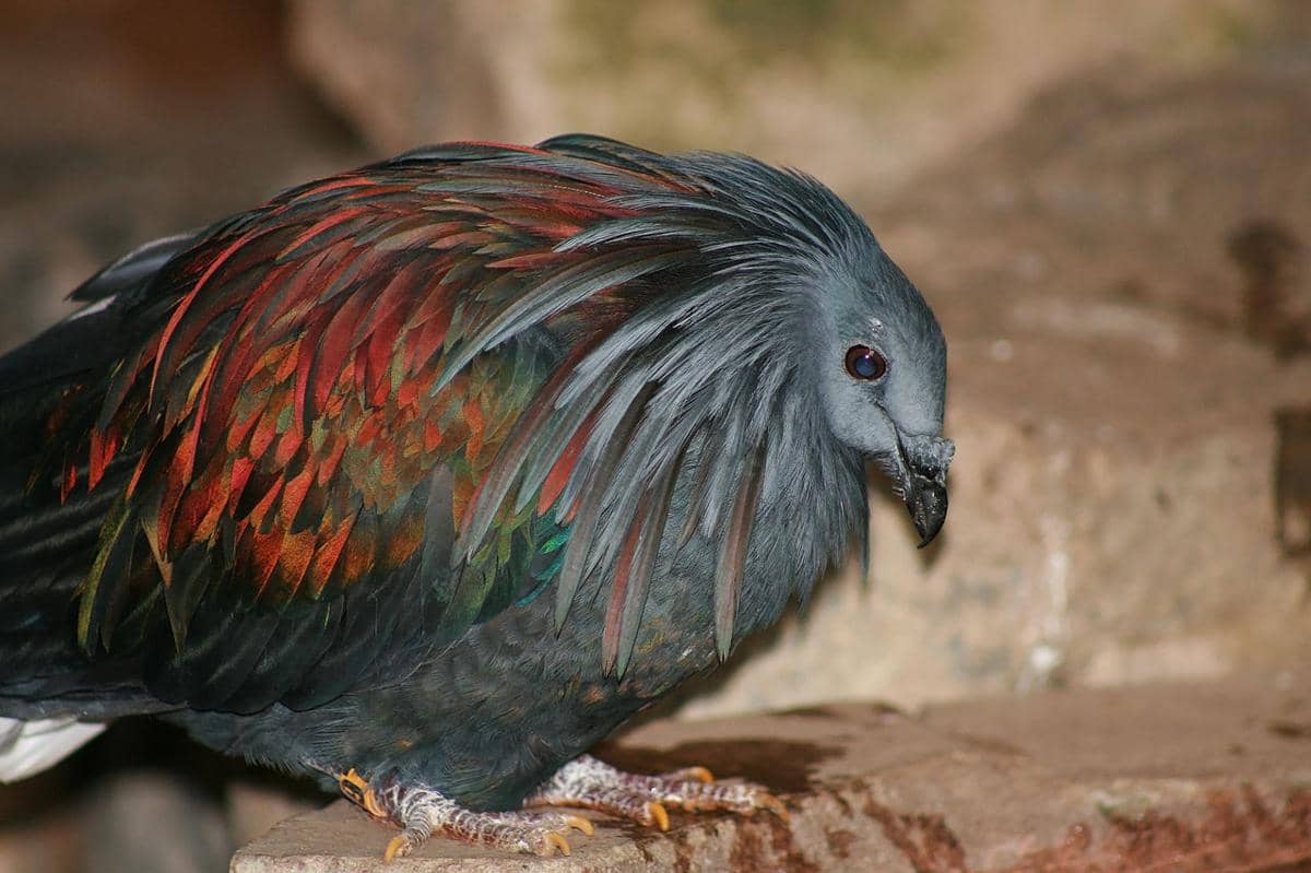 5 Burung Merpati Cantik Asli Indonesia, Warnanya bak Pelangi