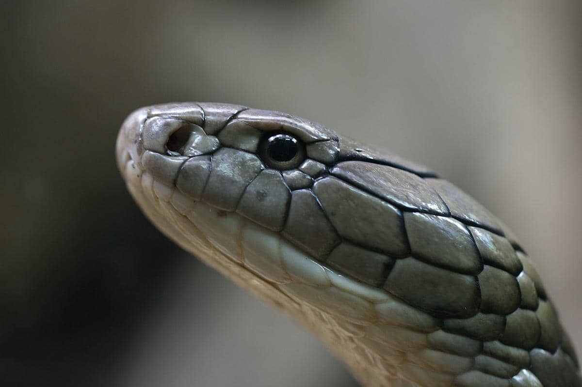 king cobra