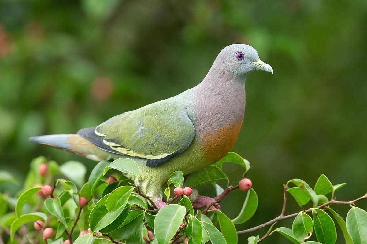merpati hijau leher pink