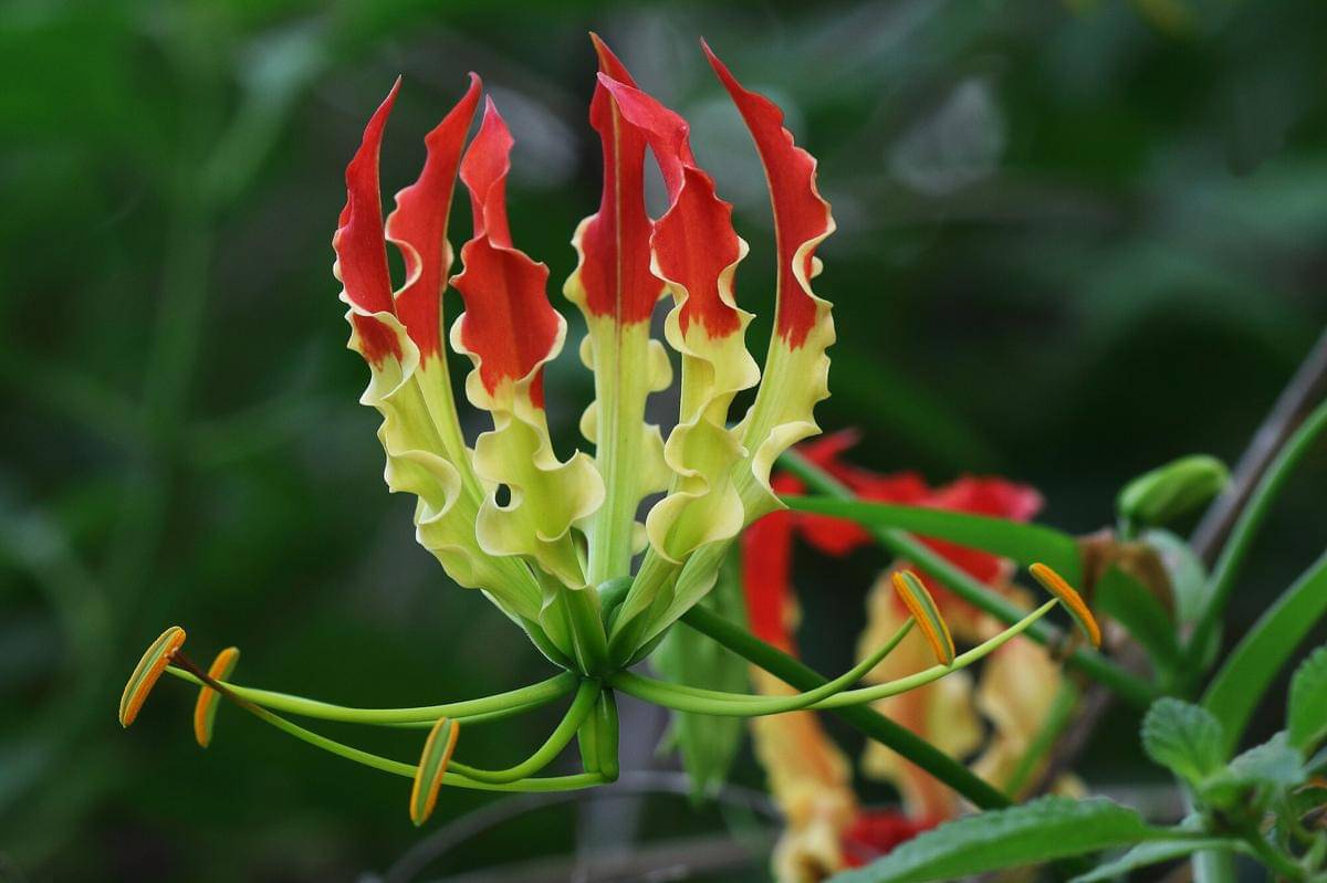 Mandalika, Gloriosa Lily