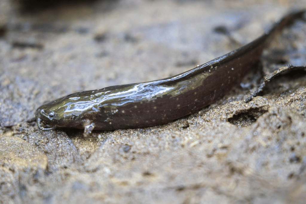 Seekor ikan lele berwarna gelap dengan tubuh licin berada di atas permukaan tanah lembap di tepi perairan dangkal.