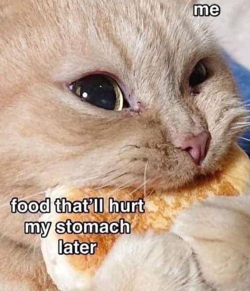 meme kucing tentang makan