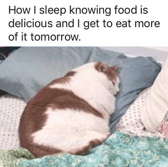 meme kucing tentang makan
