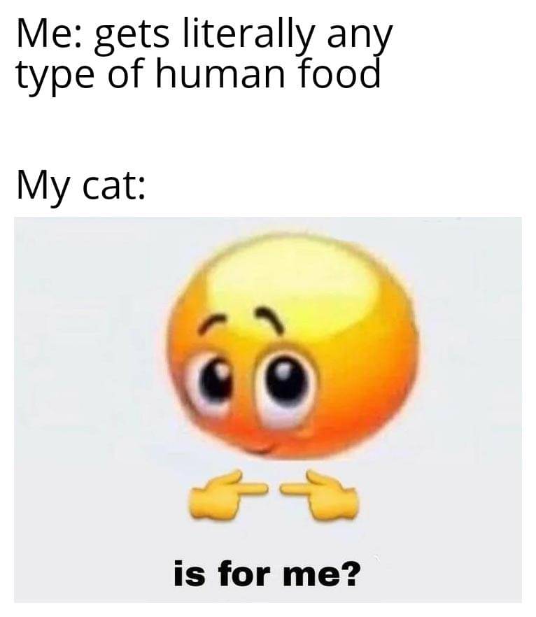 meme kucing tentang makan
