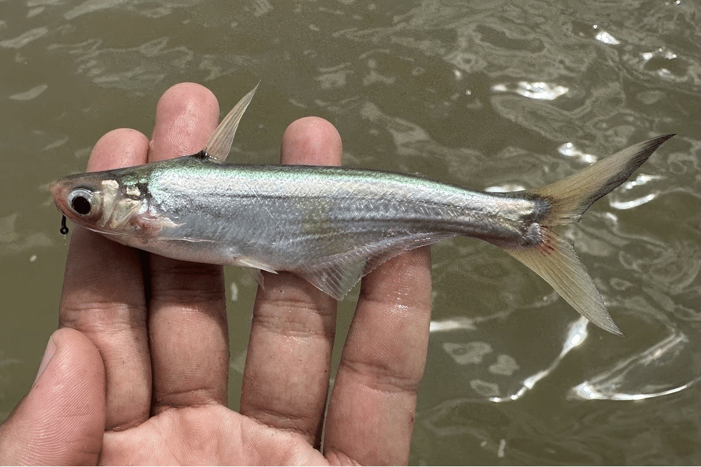 ikan patin