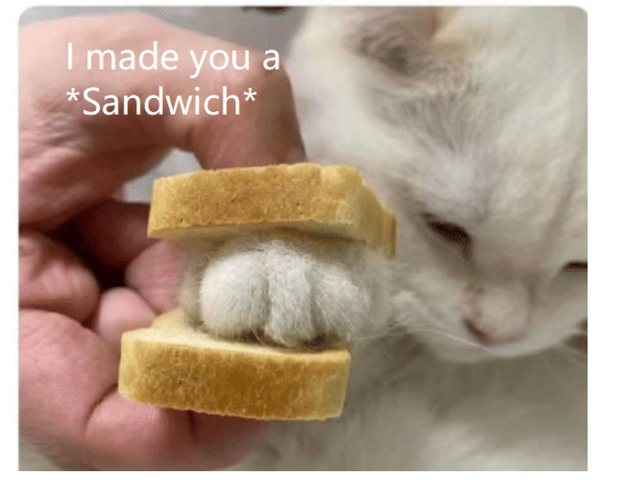 meme kucing tentang makan