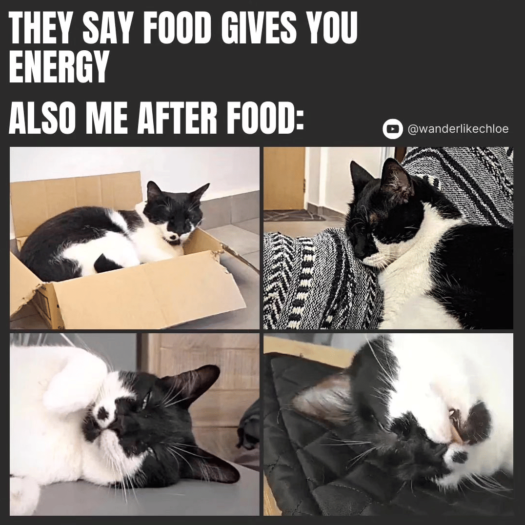 meme kucing tentang makan