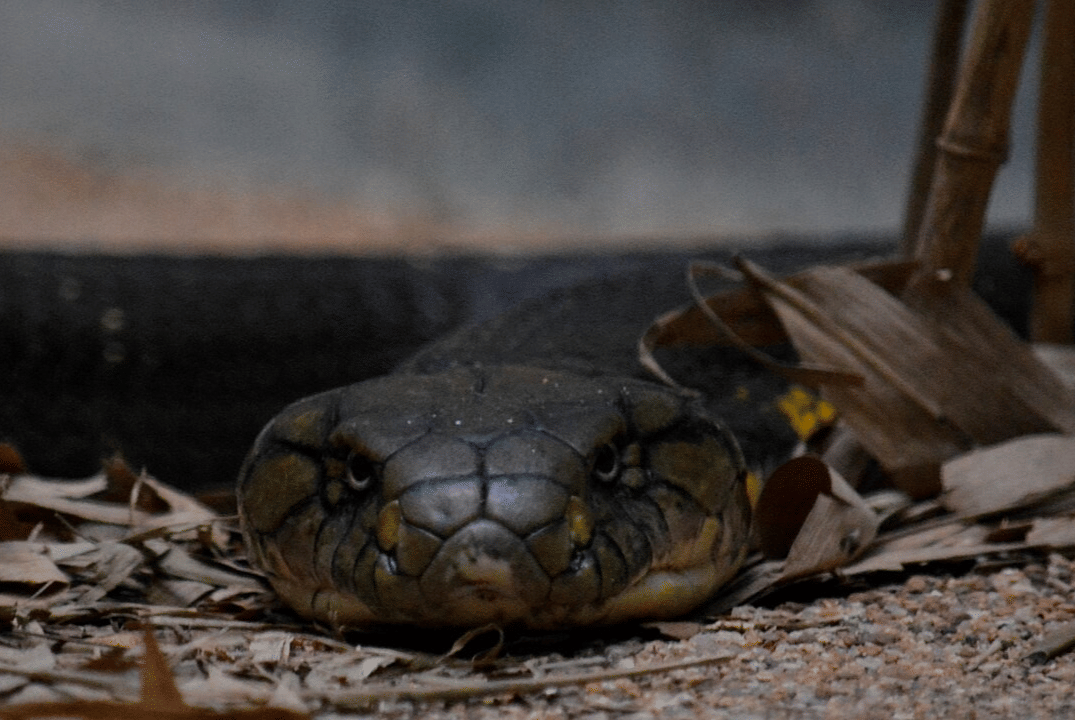 king cobra