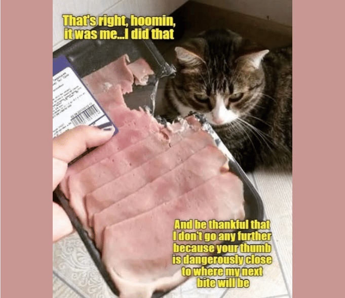 meme kucing tentang makan