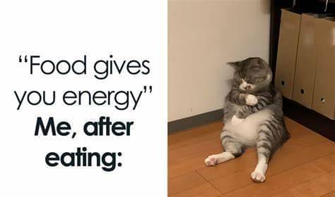 meme kucing tentang makan