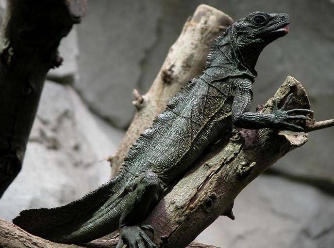soa layar Ambon (Hydrosaurus amboinensis)