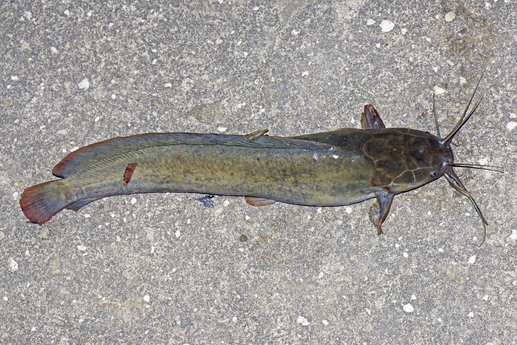 ikan lele