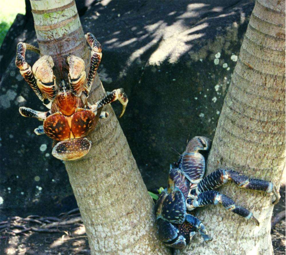 Coconut crabs memanjat kelapa