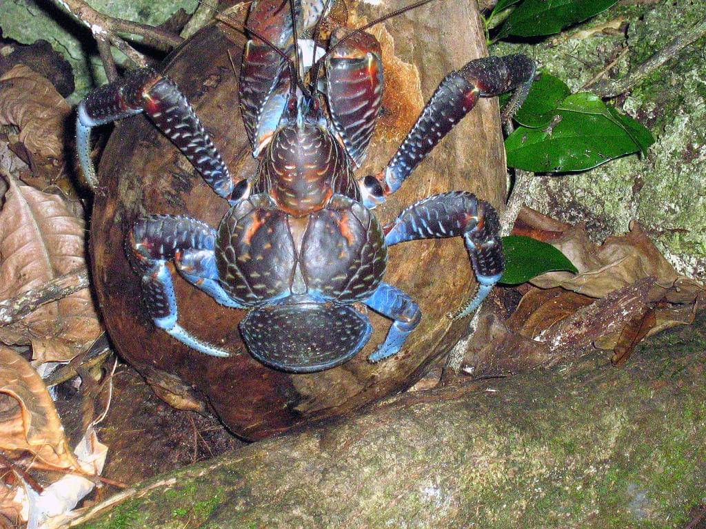 Coconut crab sedang makan kelapa