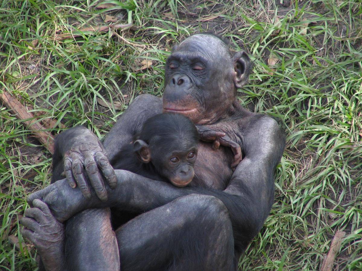 potret bonobo yang menjaga dan melindungi bonobo kecil