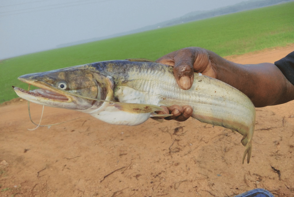 ikan tapah