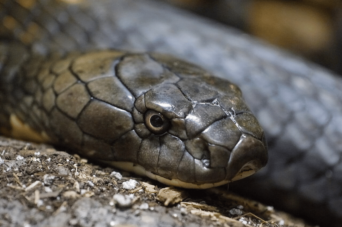 king cobra