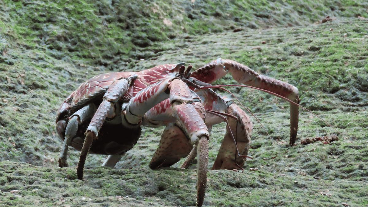 Coconut crabs di padang rumput 