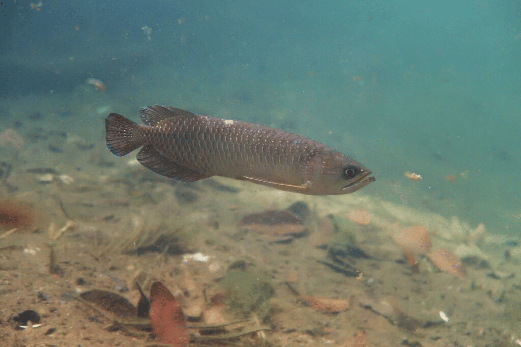 ikan arwana