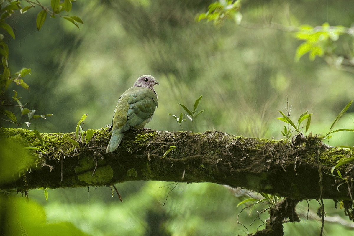 merpati buah kepala pink