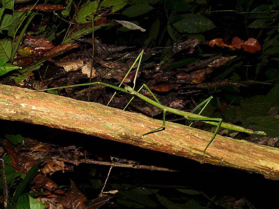 Giant Stick Insect (Phobaeticus serratipes)