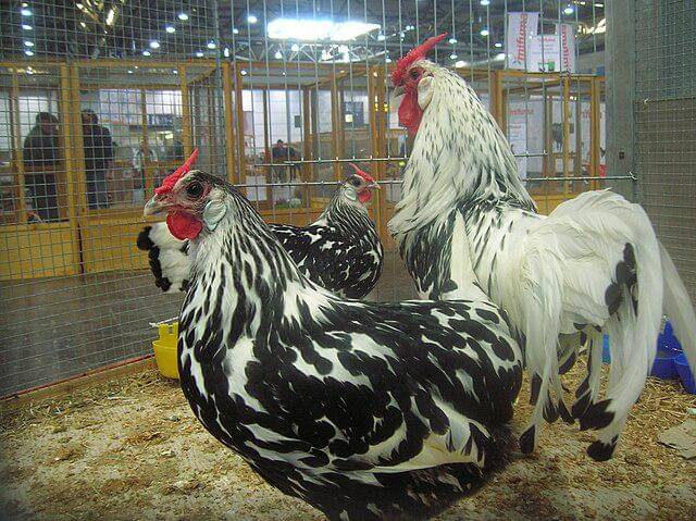 ilustrasi Ayam Hamburg