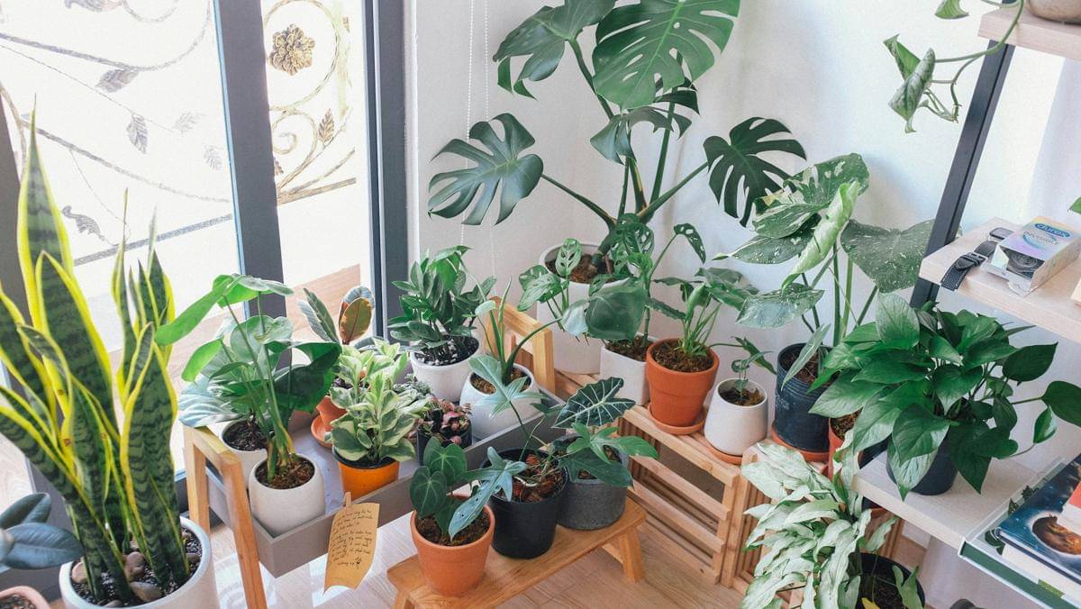 ilustrasi penataan tanaman indoor