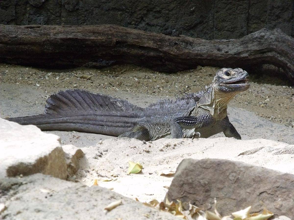 soa layar Filipina atau Hydrosaurus pustulatus