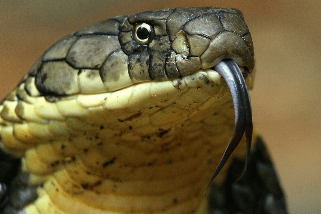 king cobra