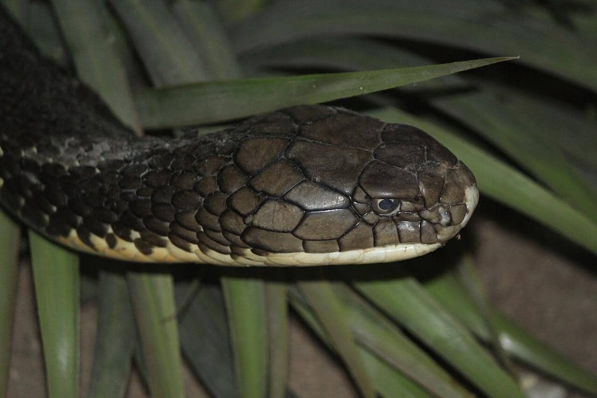 king cobra