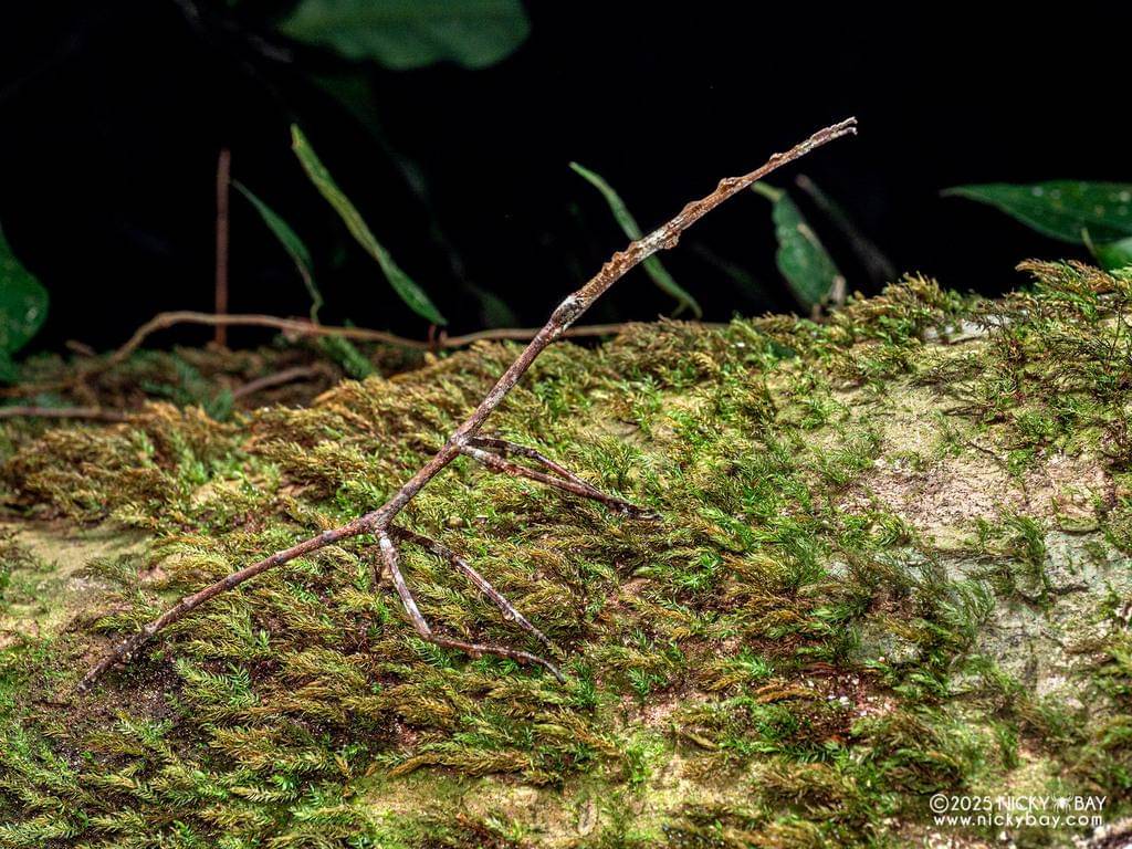 Phobaeticus serratipes